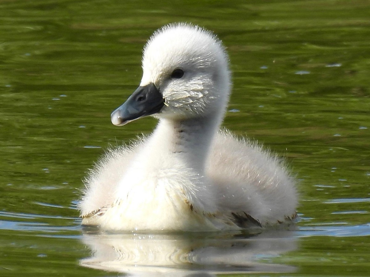 Mute Swan - ML620505014