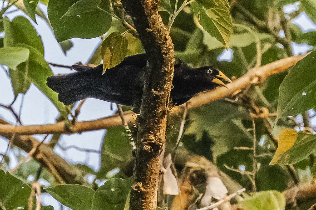 Red-rumped Cacique - ML620505015