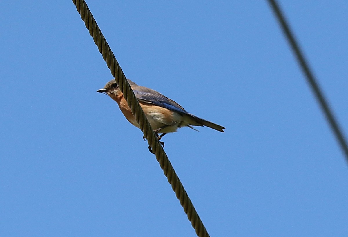 Eastern Bluebird - ML620505019