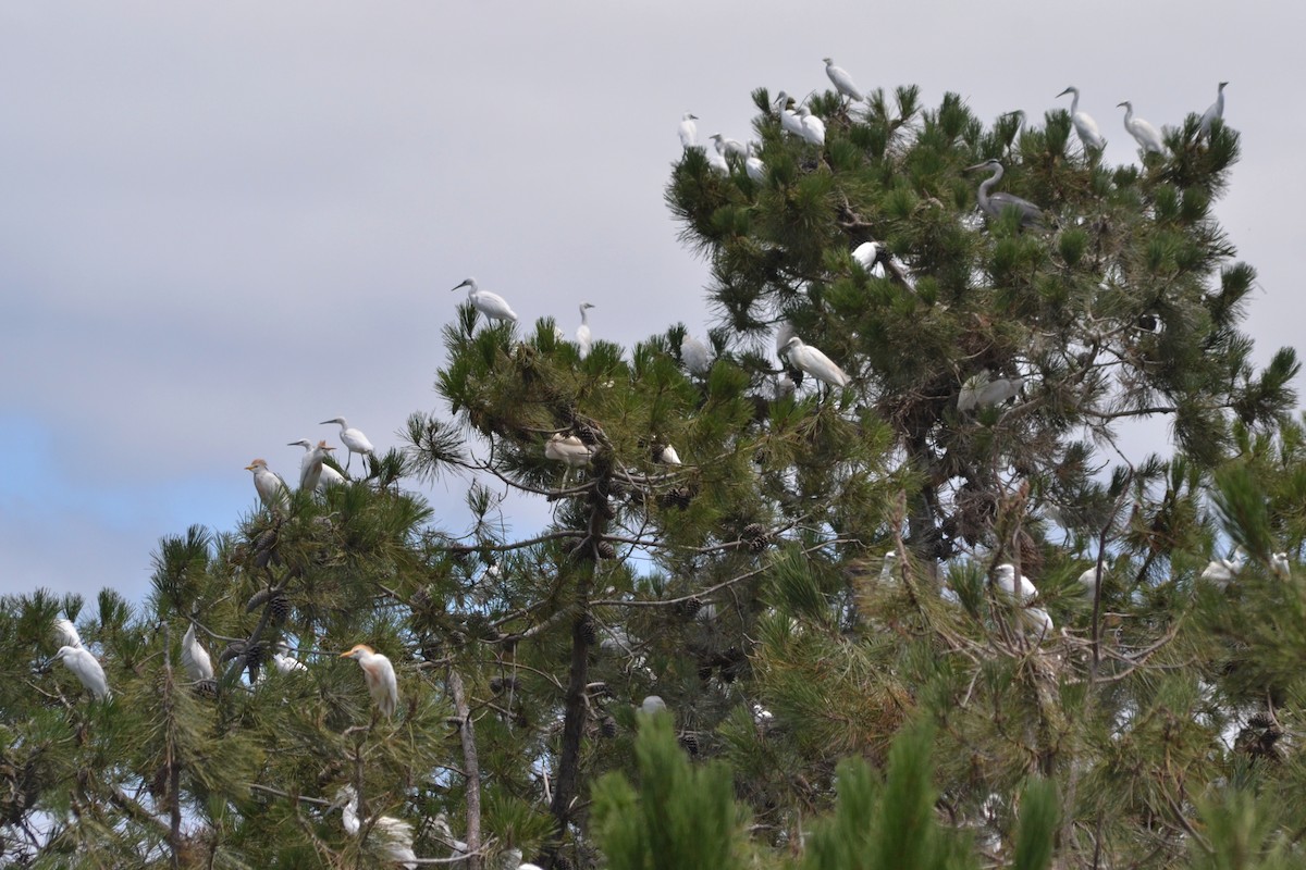 Western Cattle Egret - ML620505020