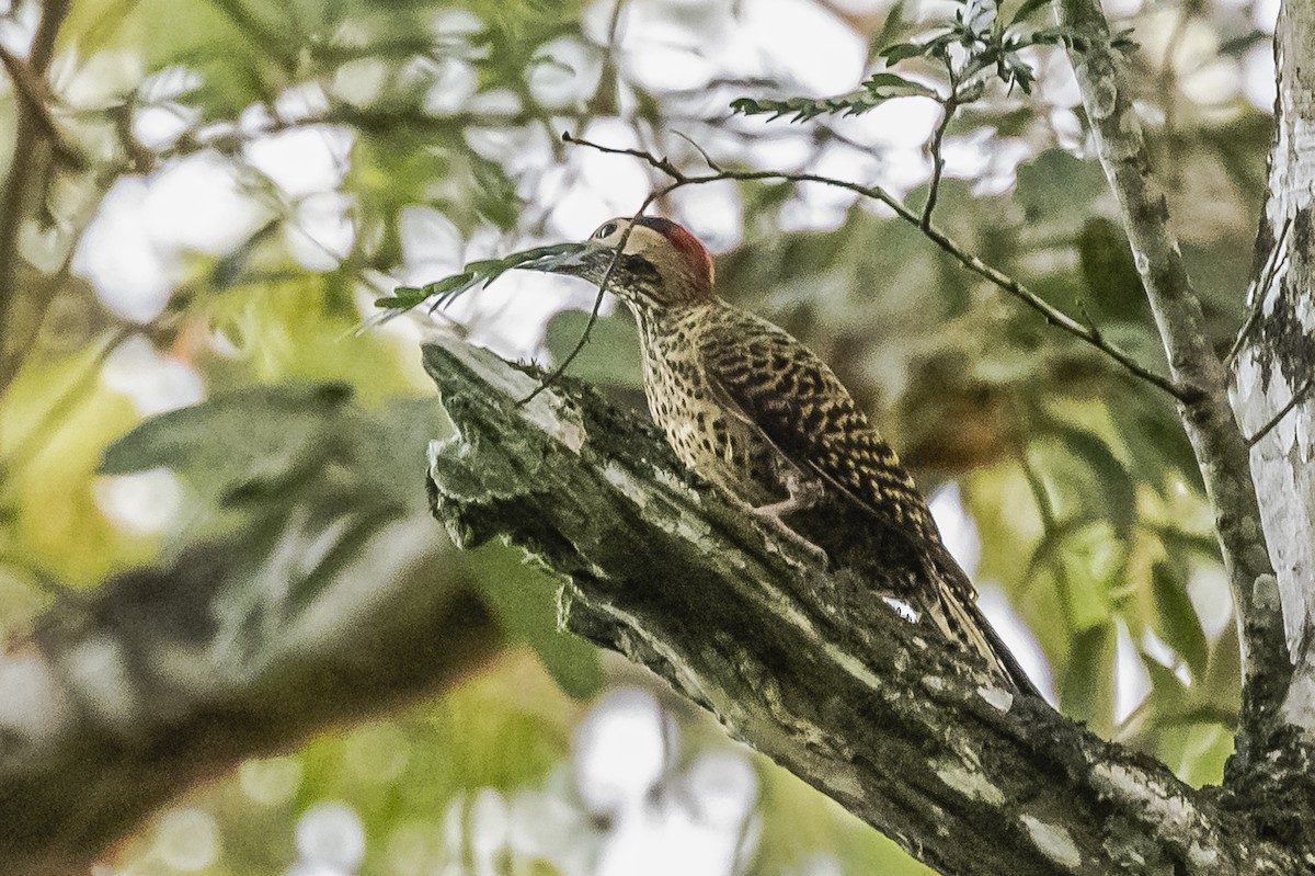 Green-barred Woodpecker - ML620505022