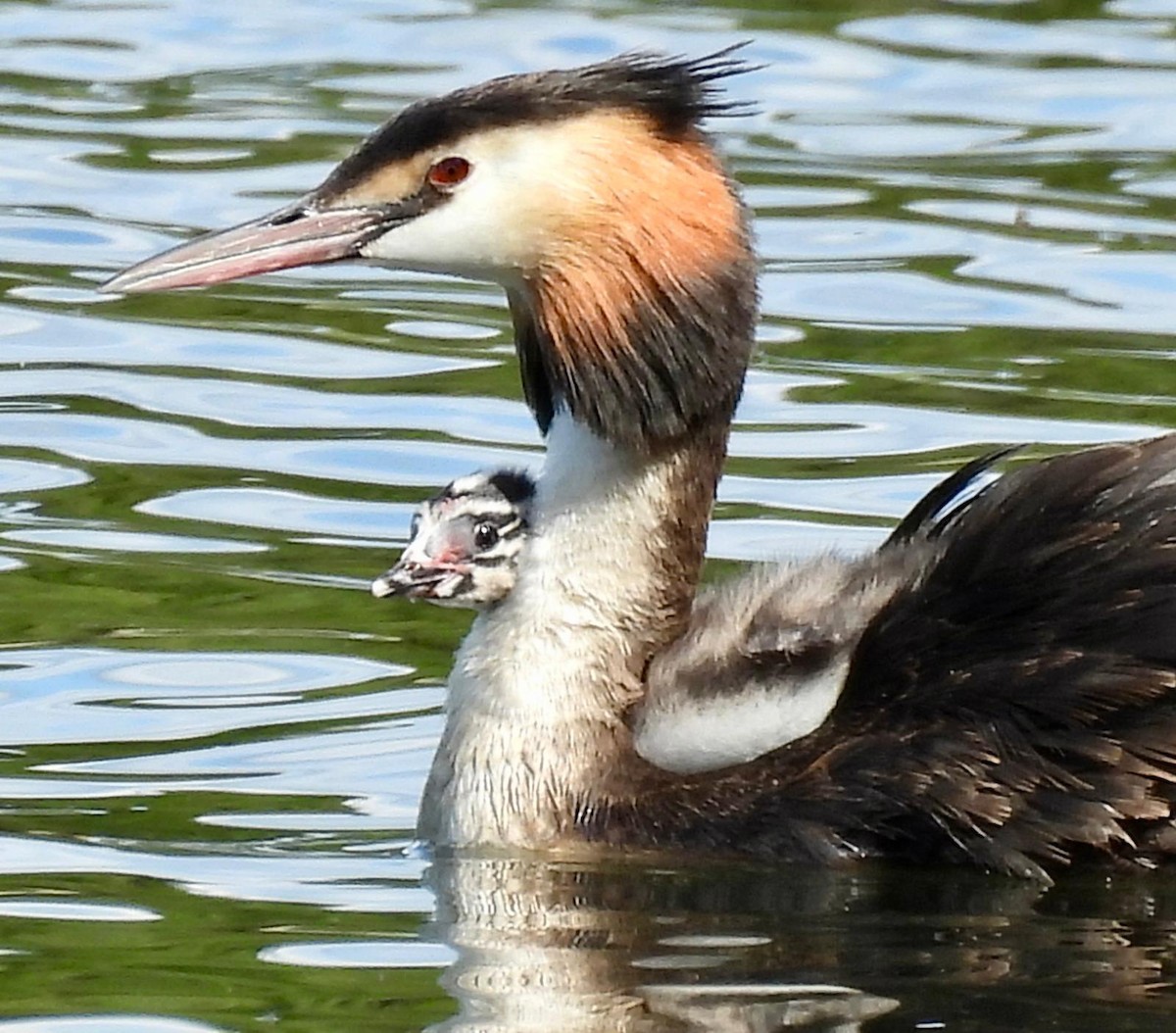 Great Crested Grebe - ML620505024