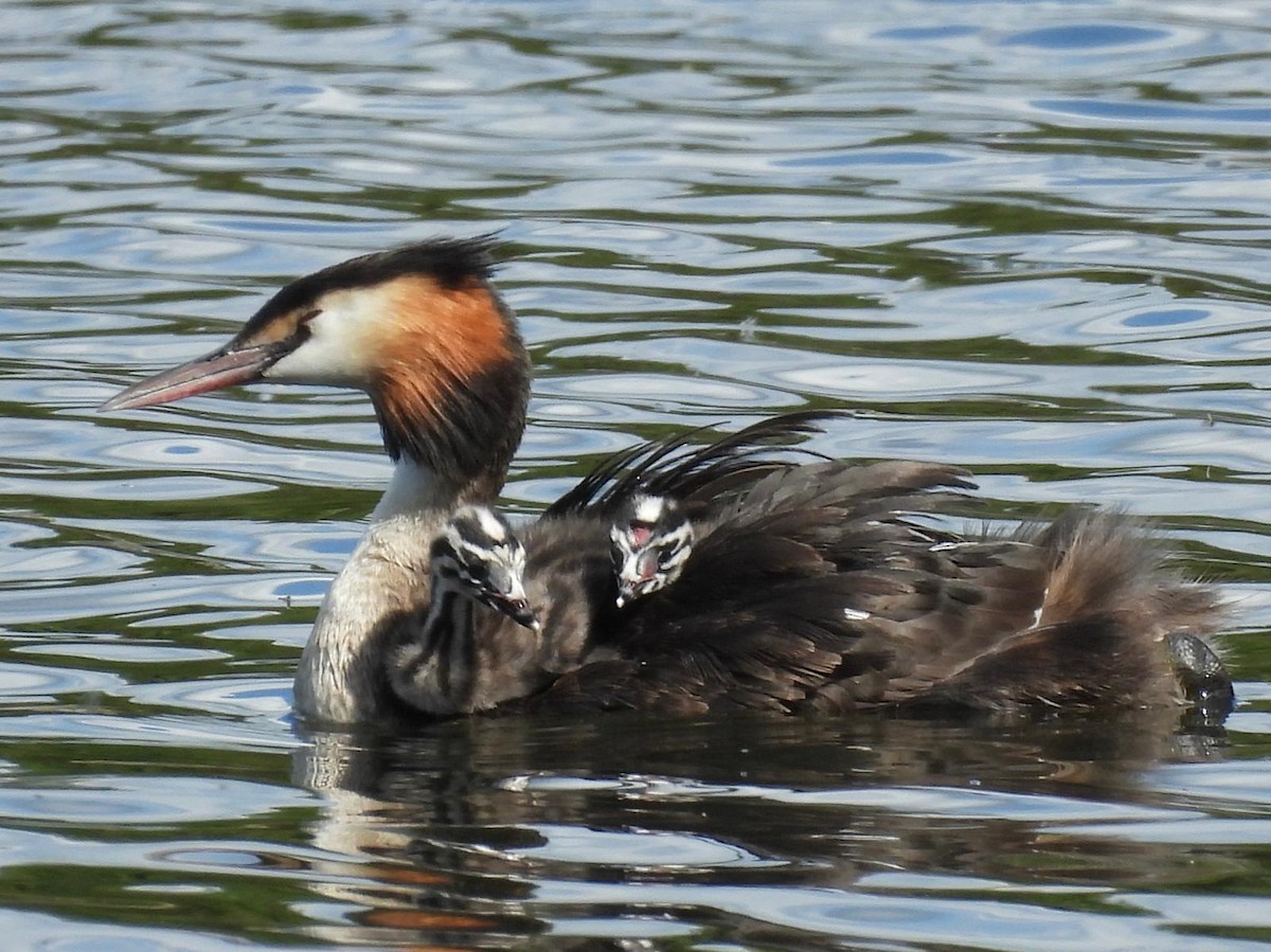Great Crested Grebe - ML620505025