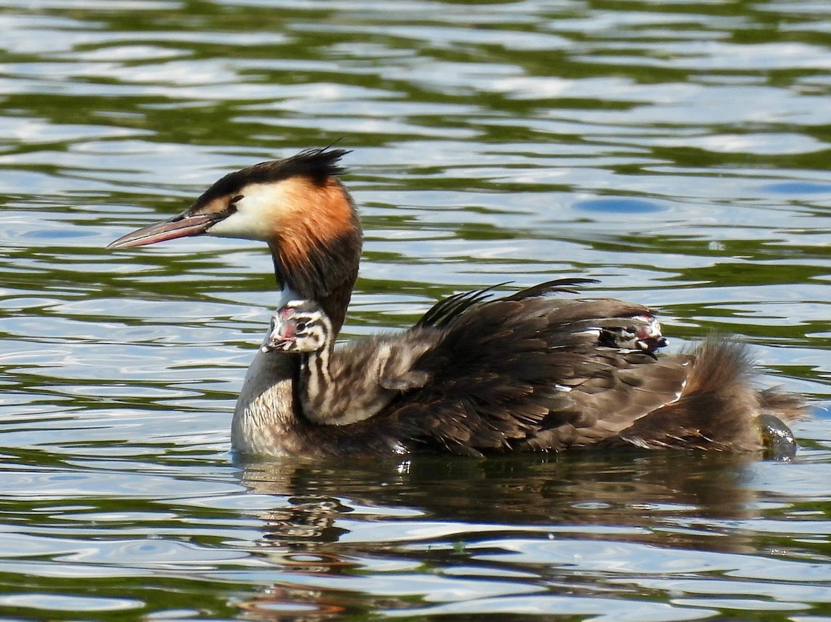 Great Crested Grebe - ML620505026