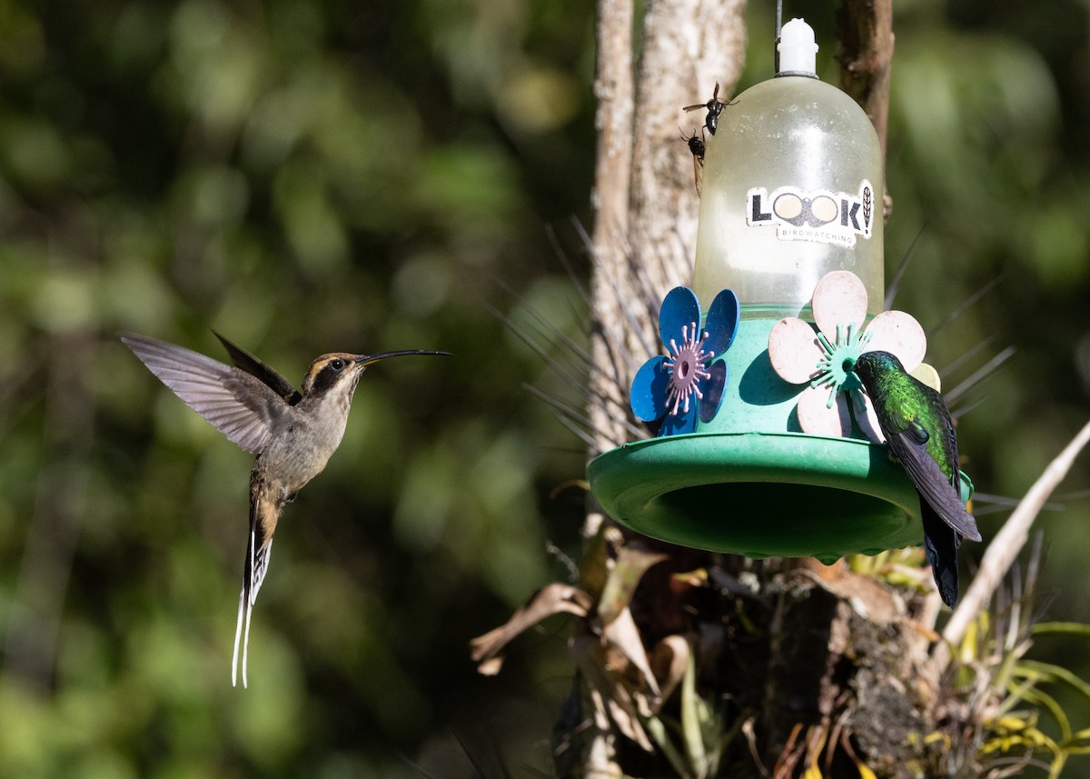 Schuppenkehl-Schattenkolibri - ML620505054