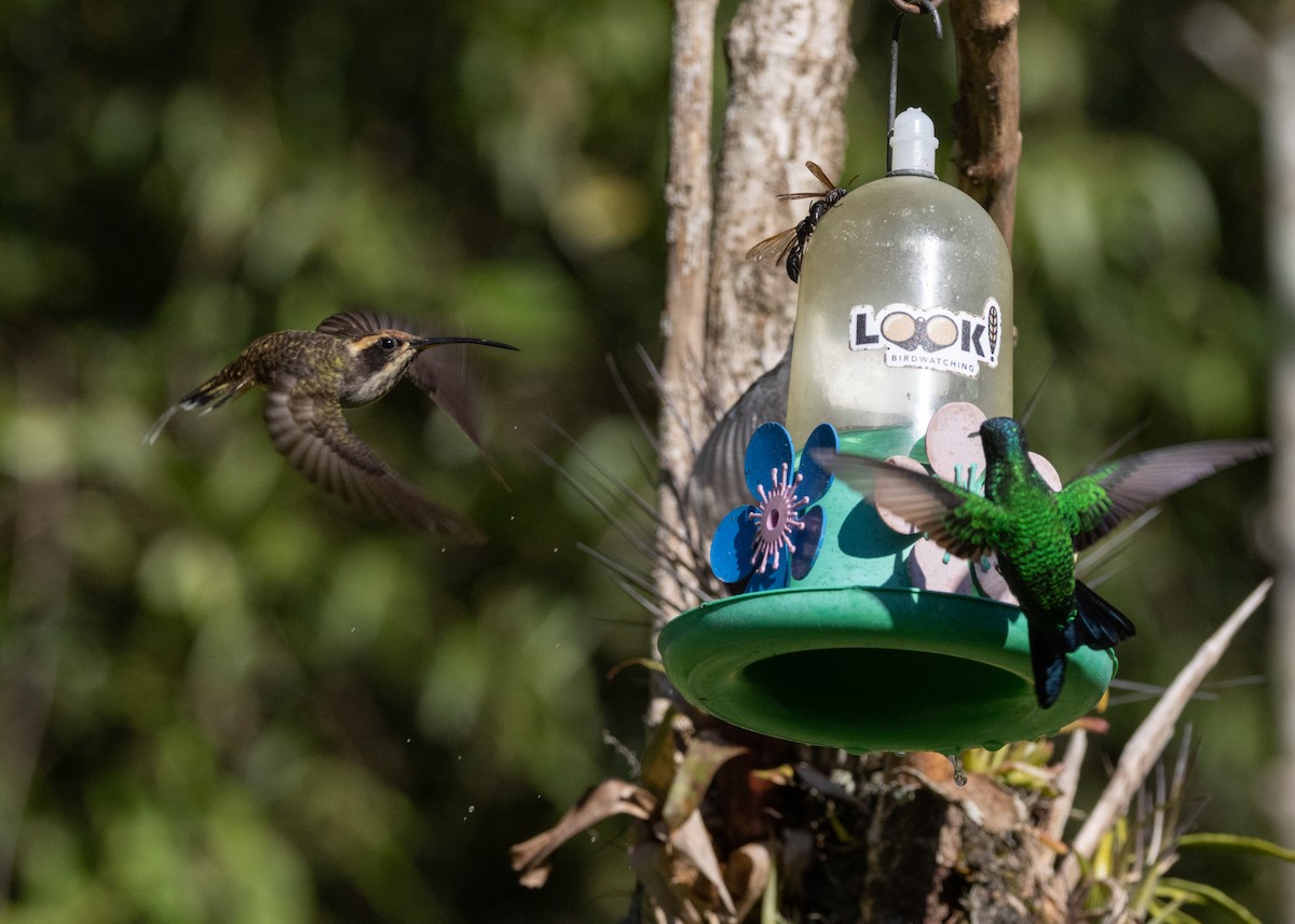 Scale-throated Hermit - ML620505065