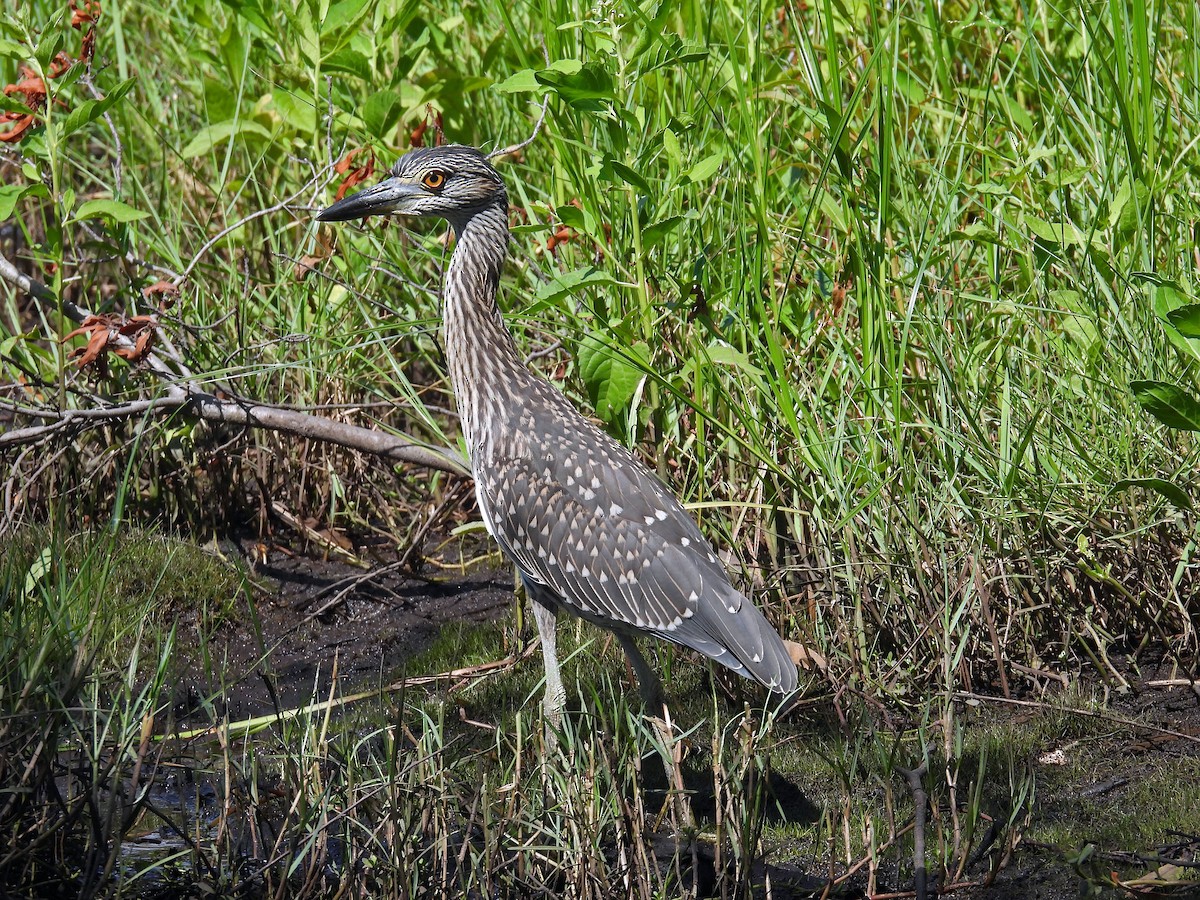 Yellow-crowned Night Heron - ML620505068