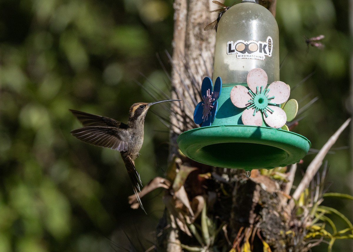 kolibřík šupinkohrdlý - ML620505069