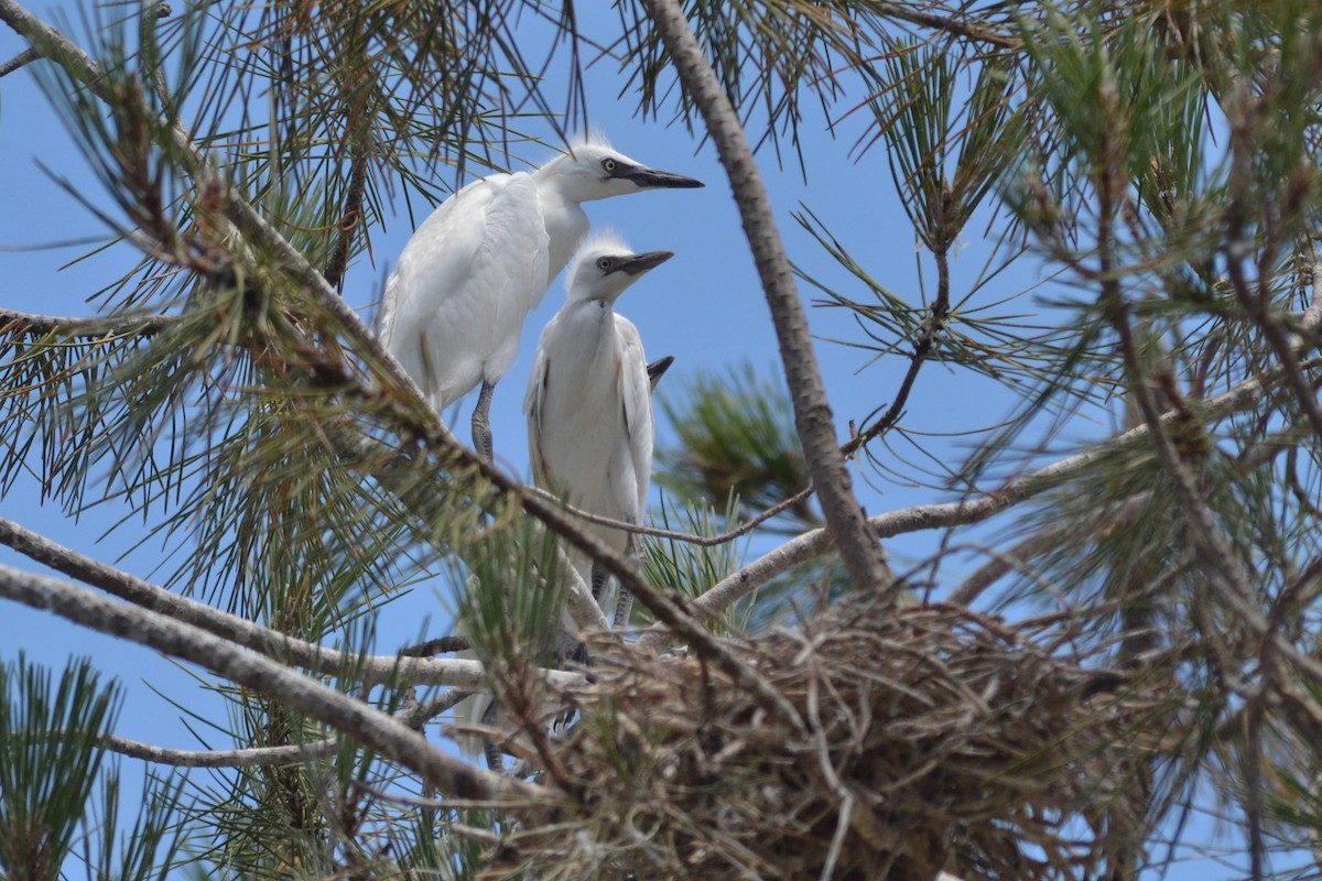 ニシアマサギ - ML620505071