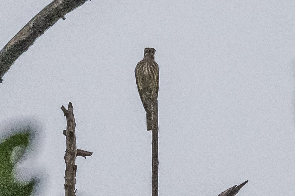 Variegated Flycatcher - ML620505076