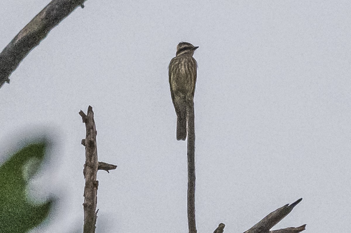 Variegated Flycatcher - ML620505078