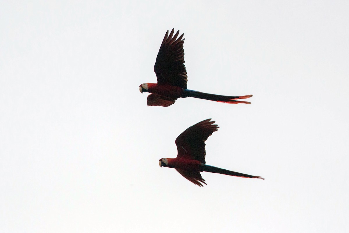 Scarlet Macaw - ML620505081