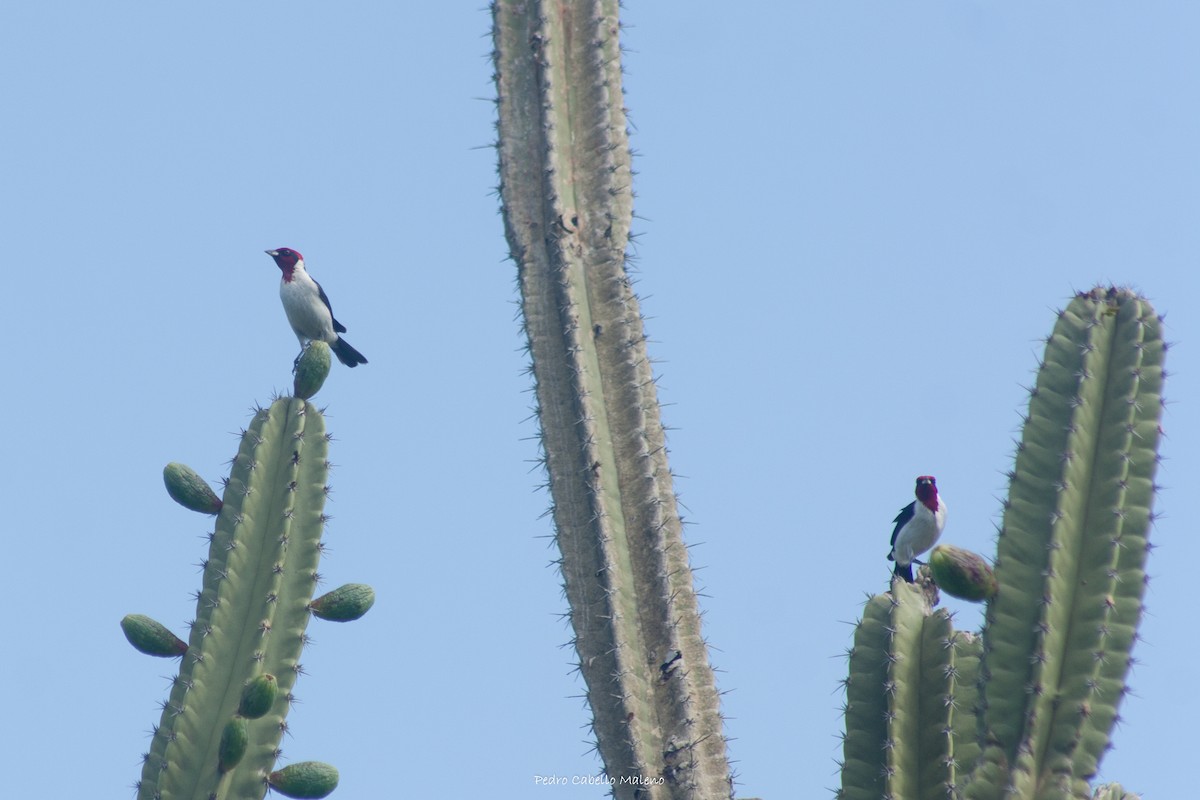 Masked Cardinal - ML620505082