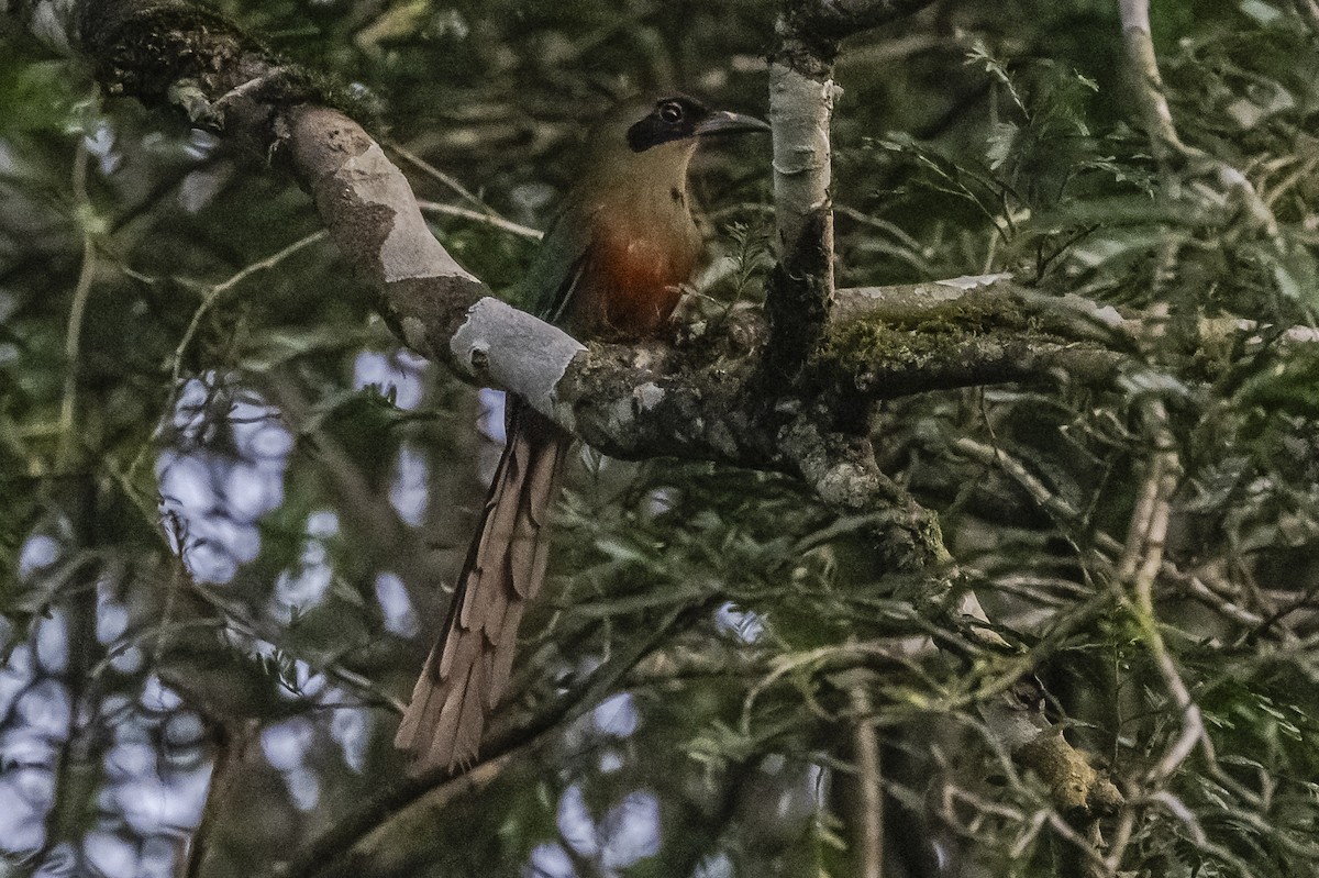 Rufous-capped Motmot - Amed Hernández