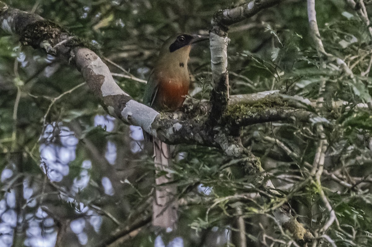 Rufous-capped Motmot - ML620505094