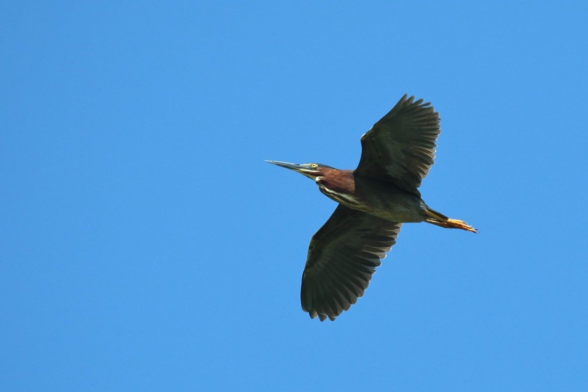 Green Heron - ML620505095