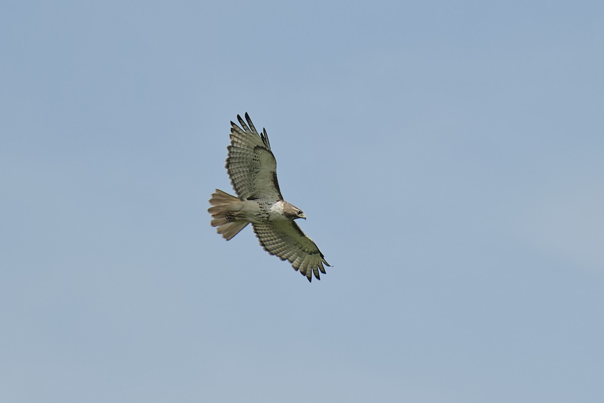 Red-tailed Hawk - ML620505108