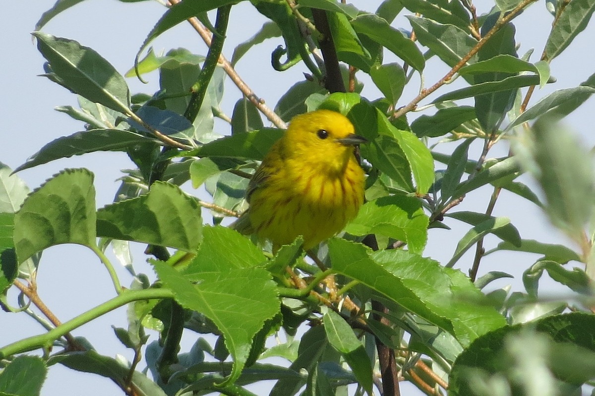 Yellow Warbler (Northern) - ML62050511