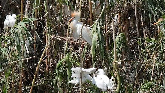 Чапля єгипетська (підвид ibis) - ML620505110