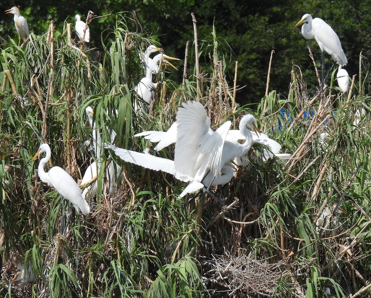 Grande Aigrette (egretta) - ML620505113