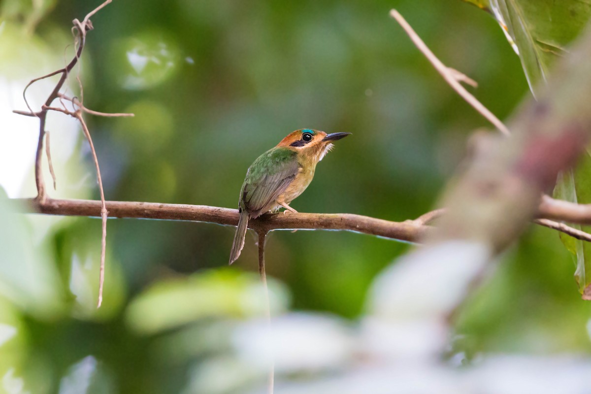 Tody Motmot - ML620505114