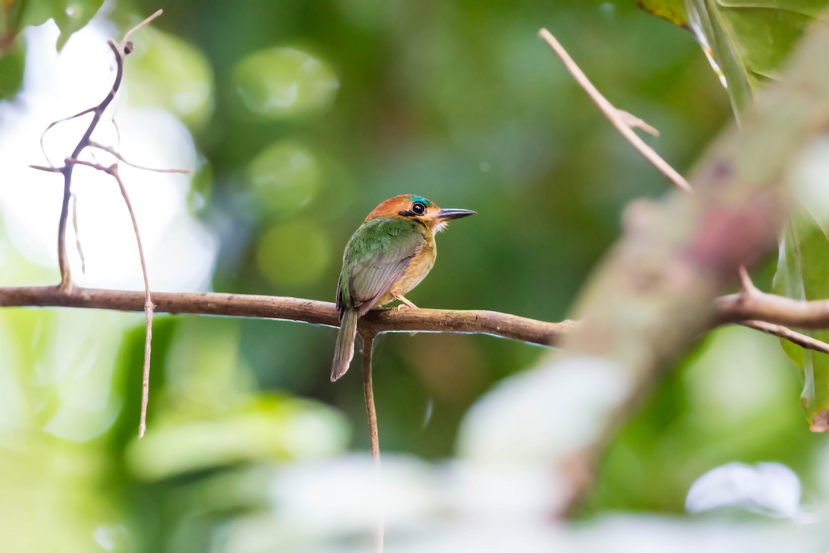 Zwergmotmot - ML620505115