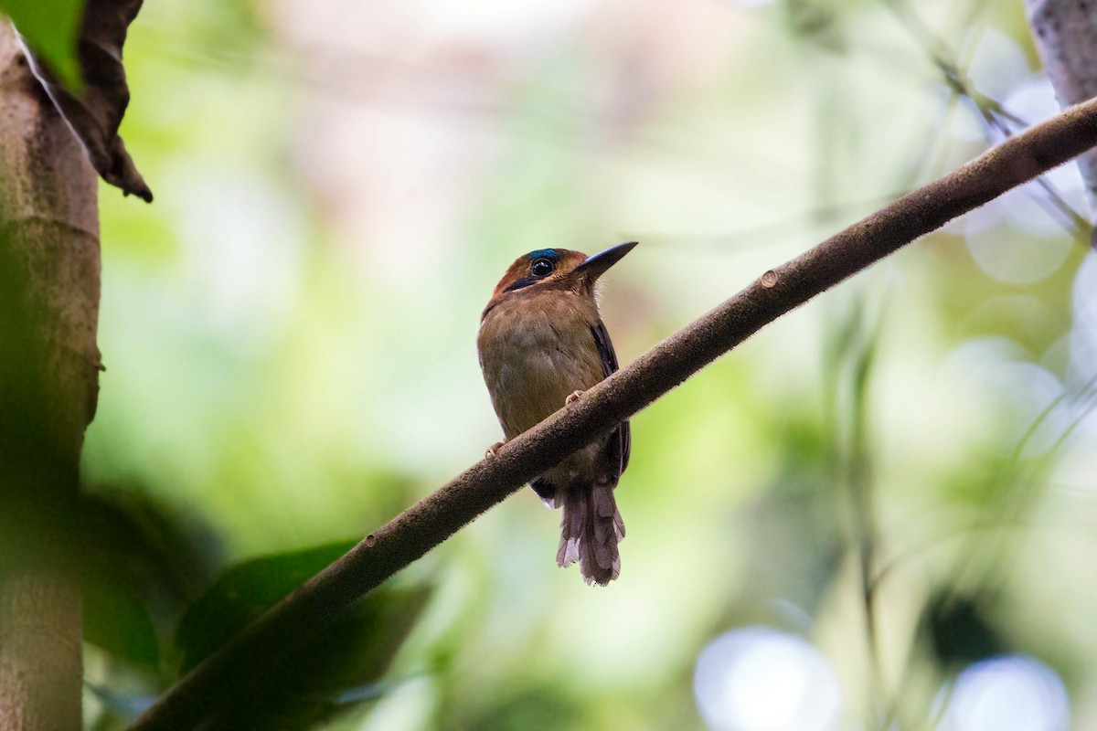 Tody Motmot - ML620505116