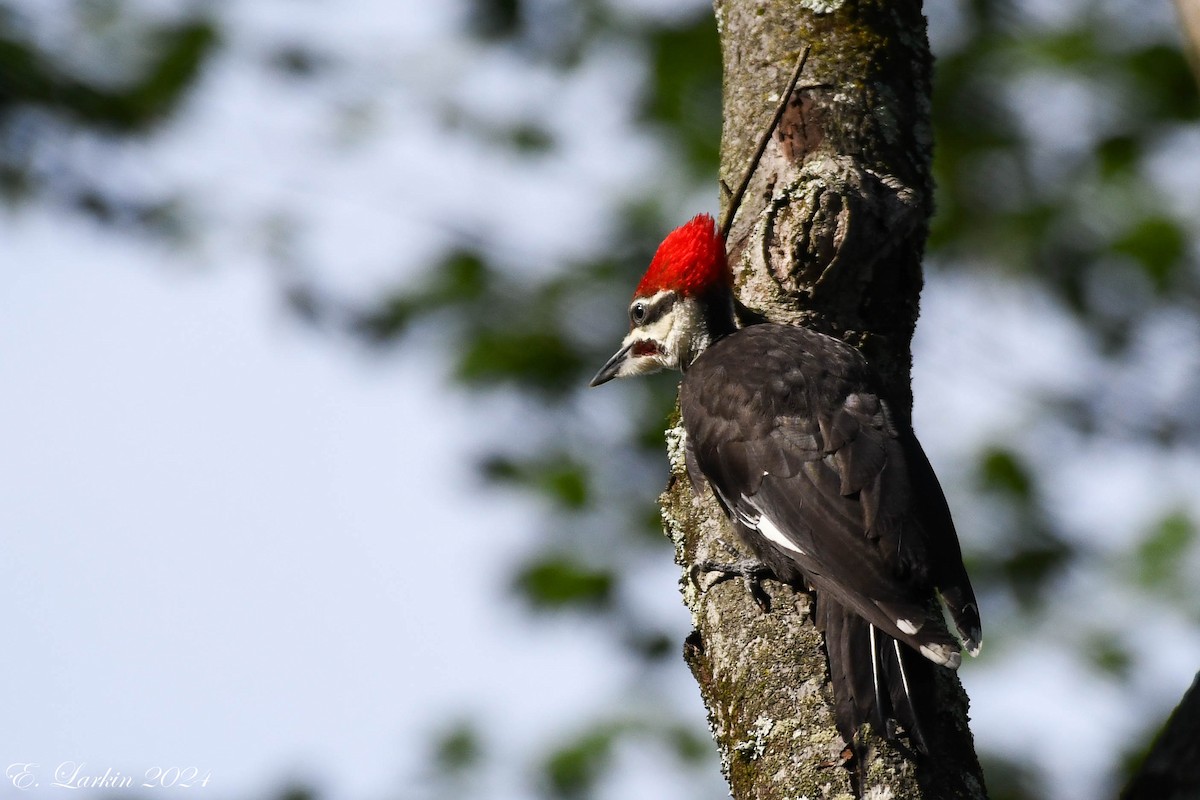 Pileated Woodpecker - ML620505117