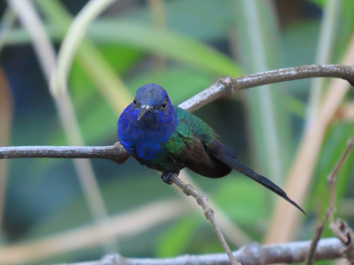 Swallow-tailed Hummingbird - ML620505118