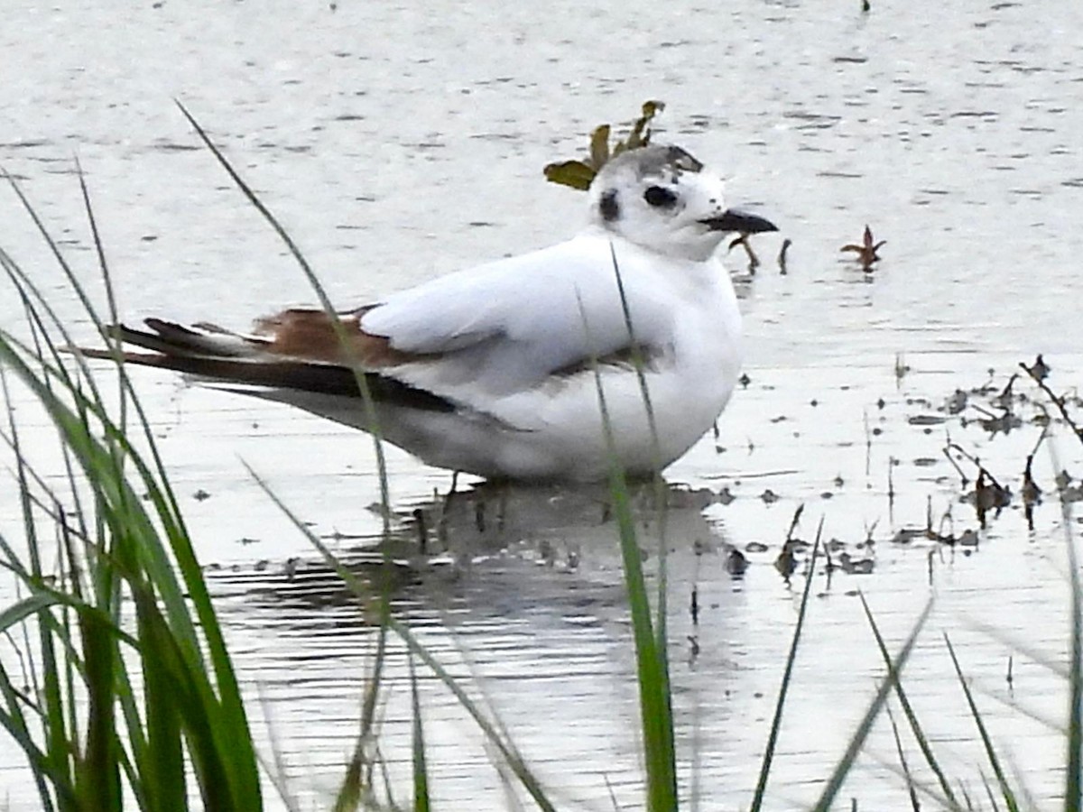 Little Gull - Andy Todd