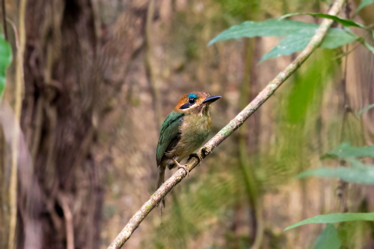 Motmot nain - ML620505130