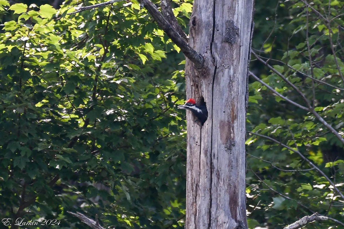 Pileated Woodpecker - ML620505136