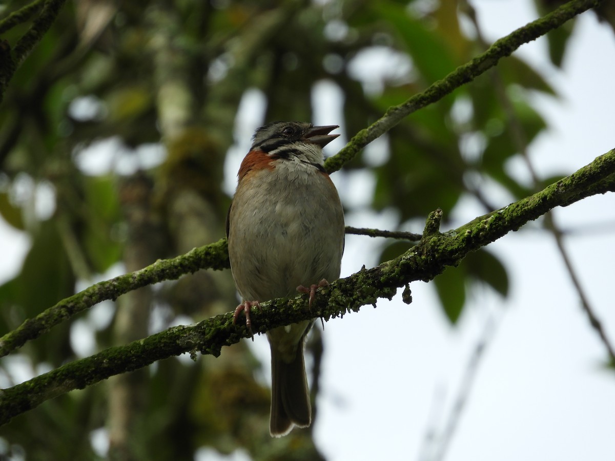 Rufous-collared Sparrow - Maria Vega Torres