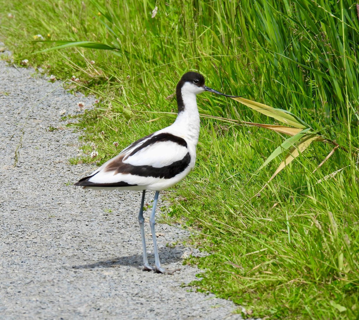 Avocette élégante - ML620505138