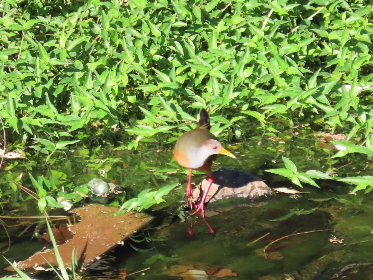 Gray-cowled Wood-Rail - ML620505140