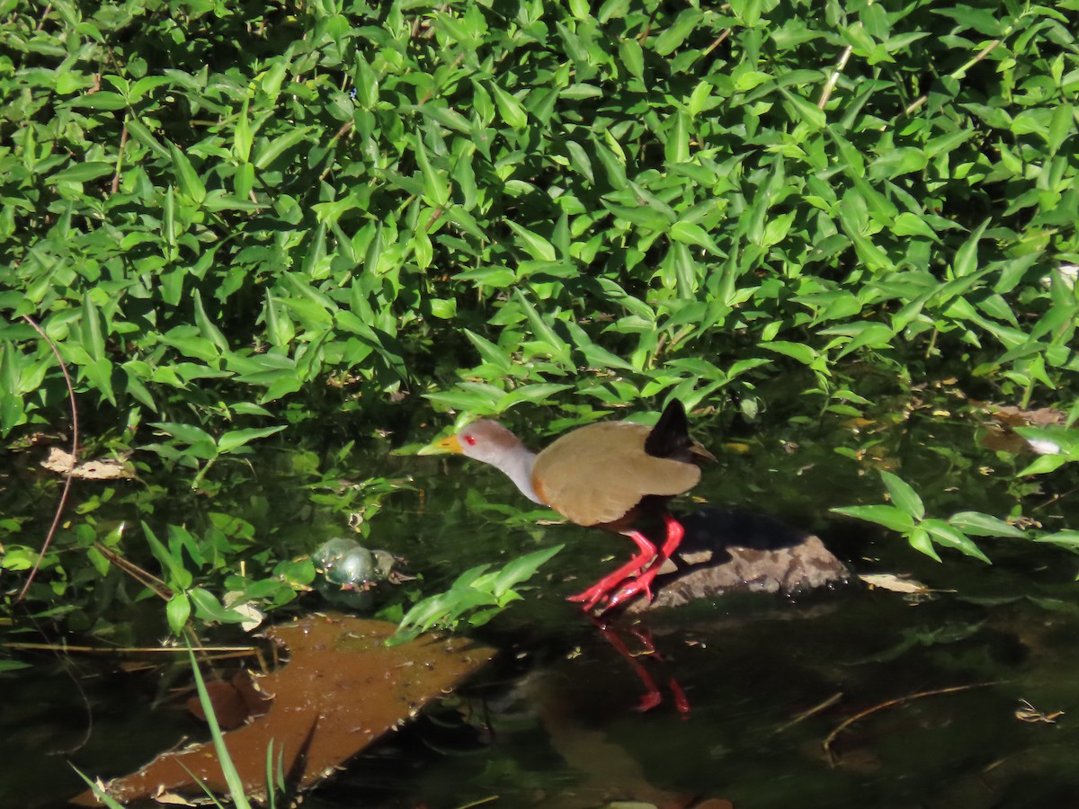 Gray-cowled Wood-Rail - ML620505141