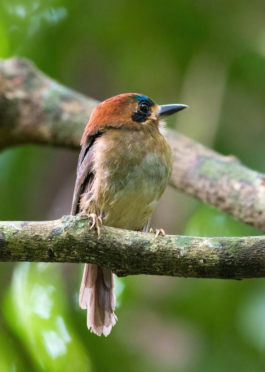 Motmot nain - ML620505142