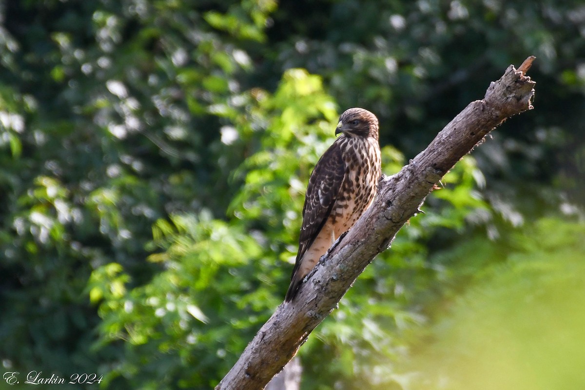 Red-shouldered Hawk - ML620505143