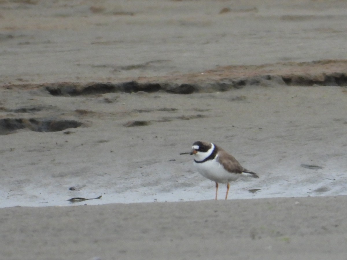 Semipalmated Plover - ML620505145