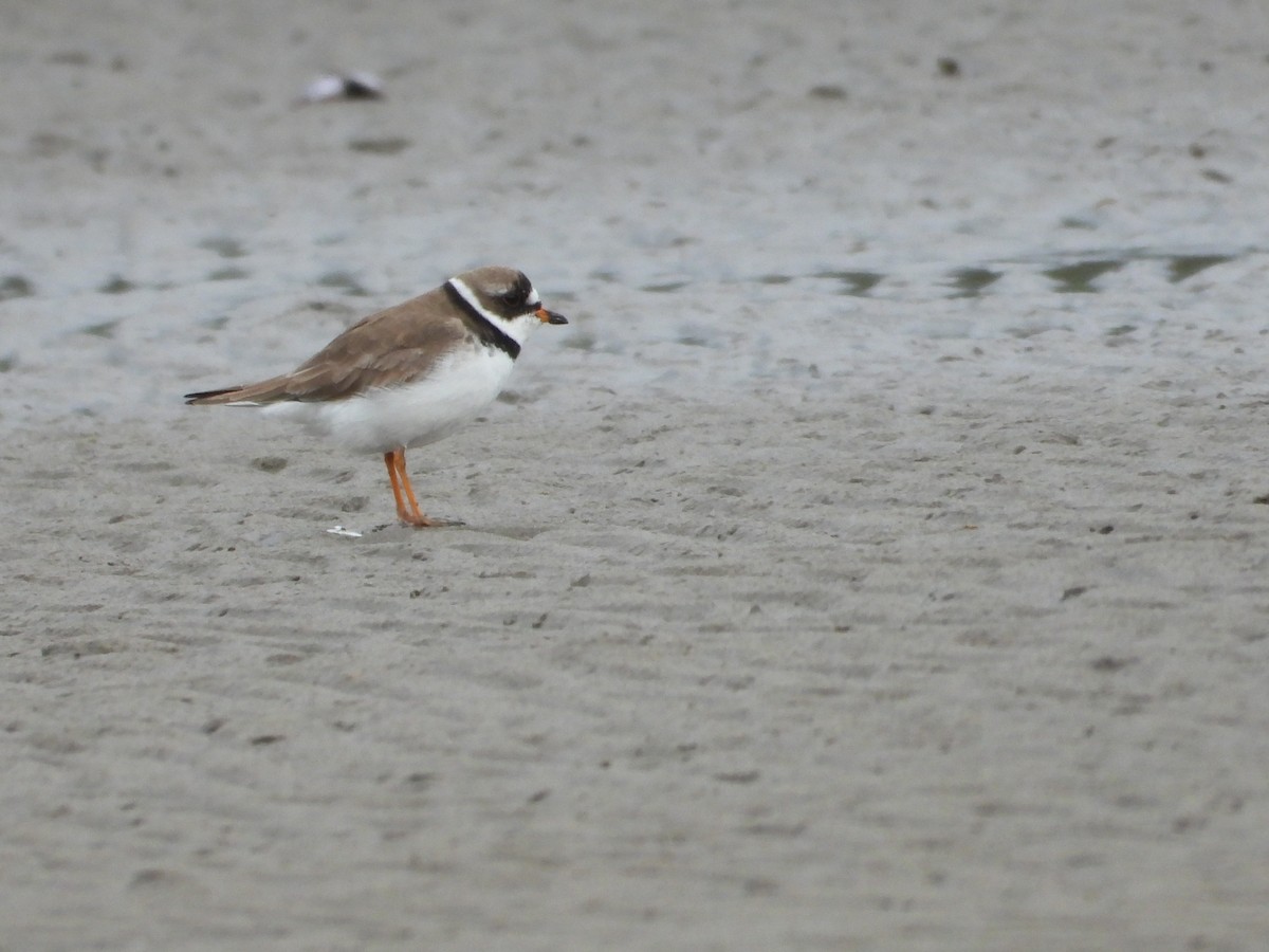 Semipalmated Plover - ML620505146