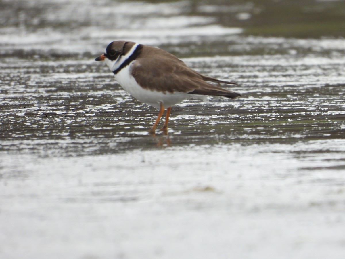 Semipalmated Plover - ML620505148