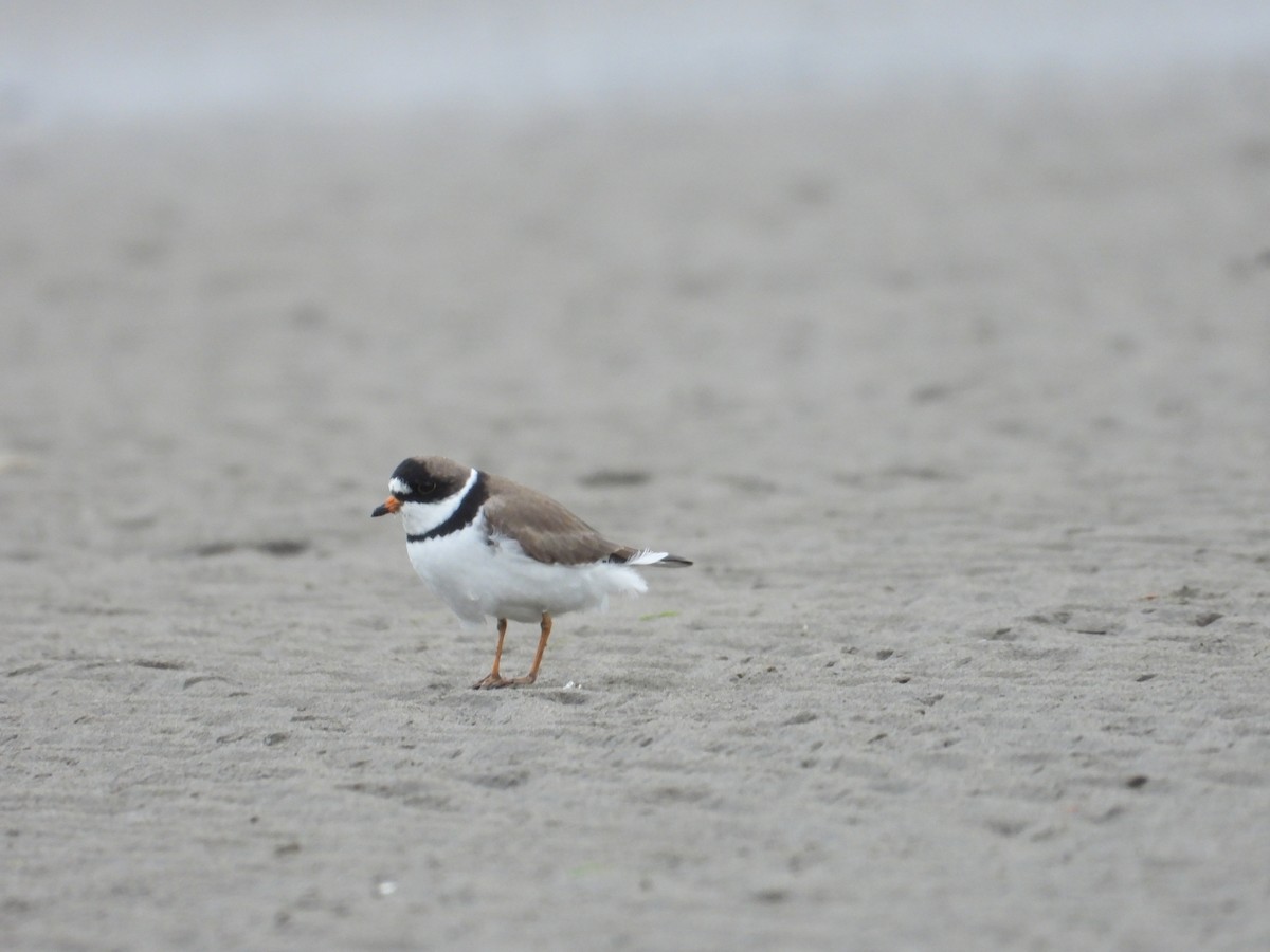 Semipalmated Plover - ML620505149