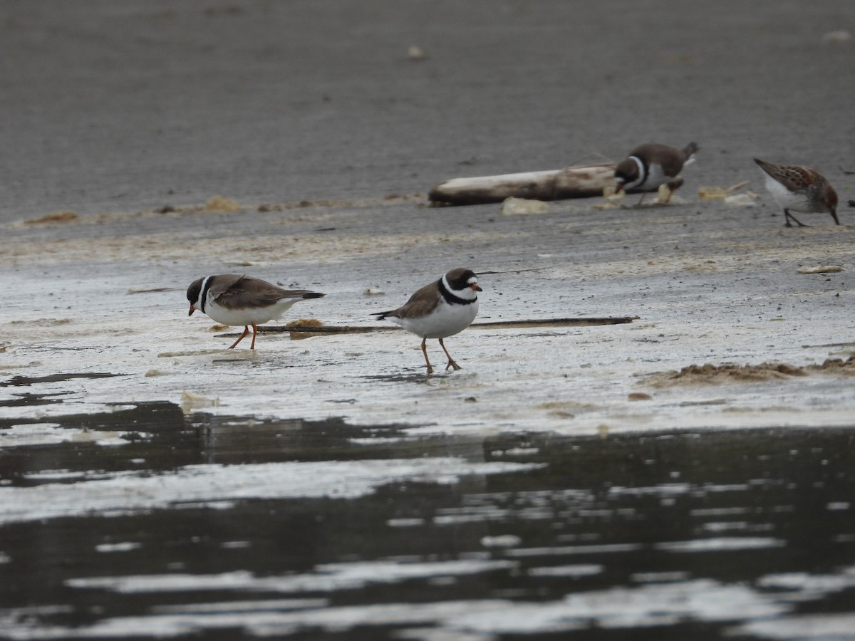 Semipalmated Plover - ML620505150