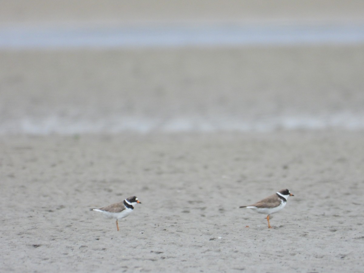 Semipalmated Plover - ML620505151