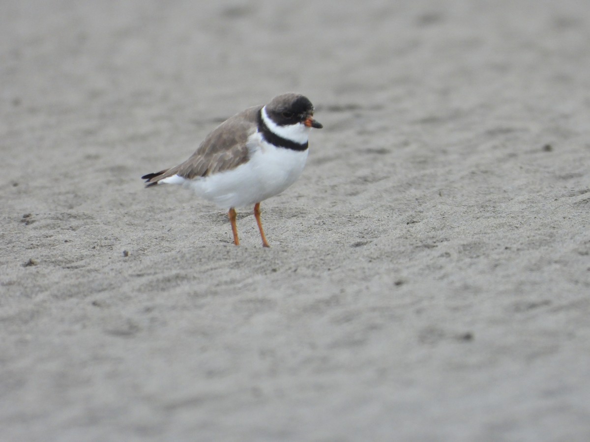 Semipalmated Plover - ML620505153