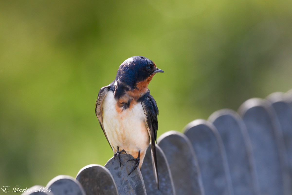 Barn Swallow - ML620505160