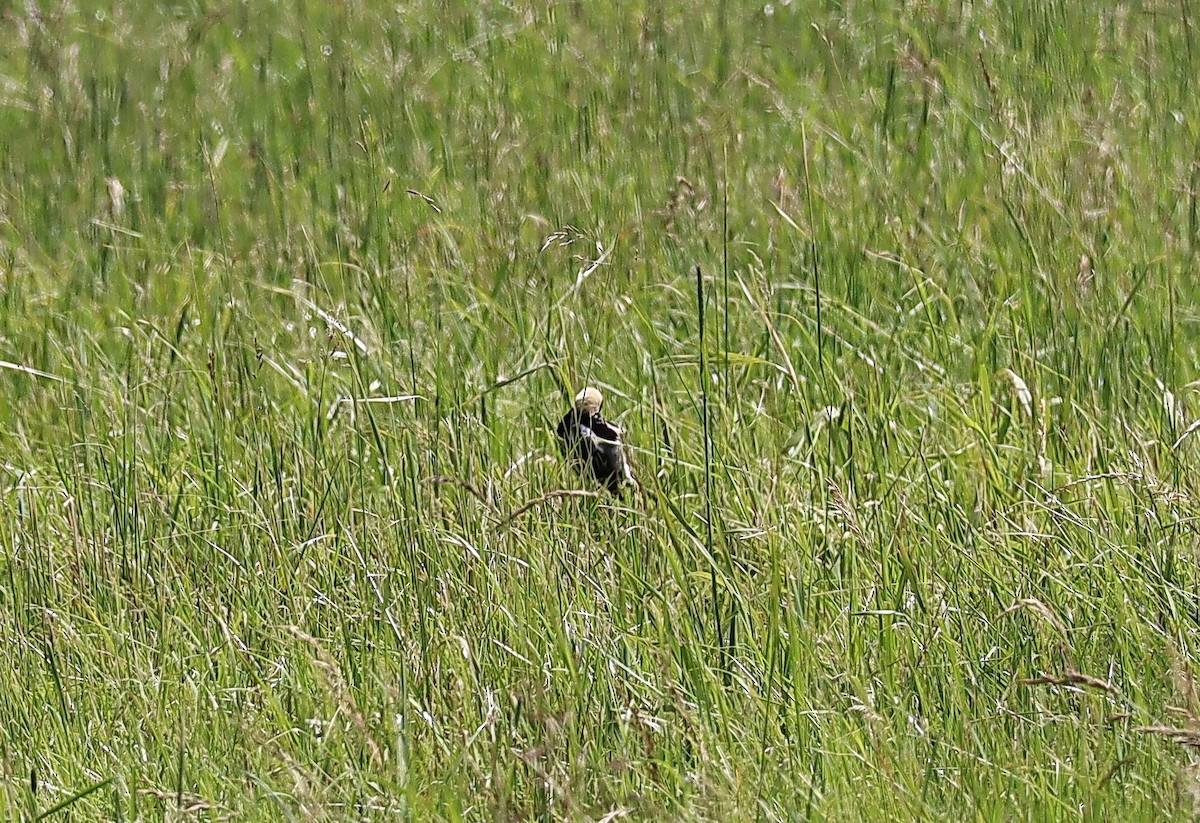 Bobolink - ML620505165