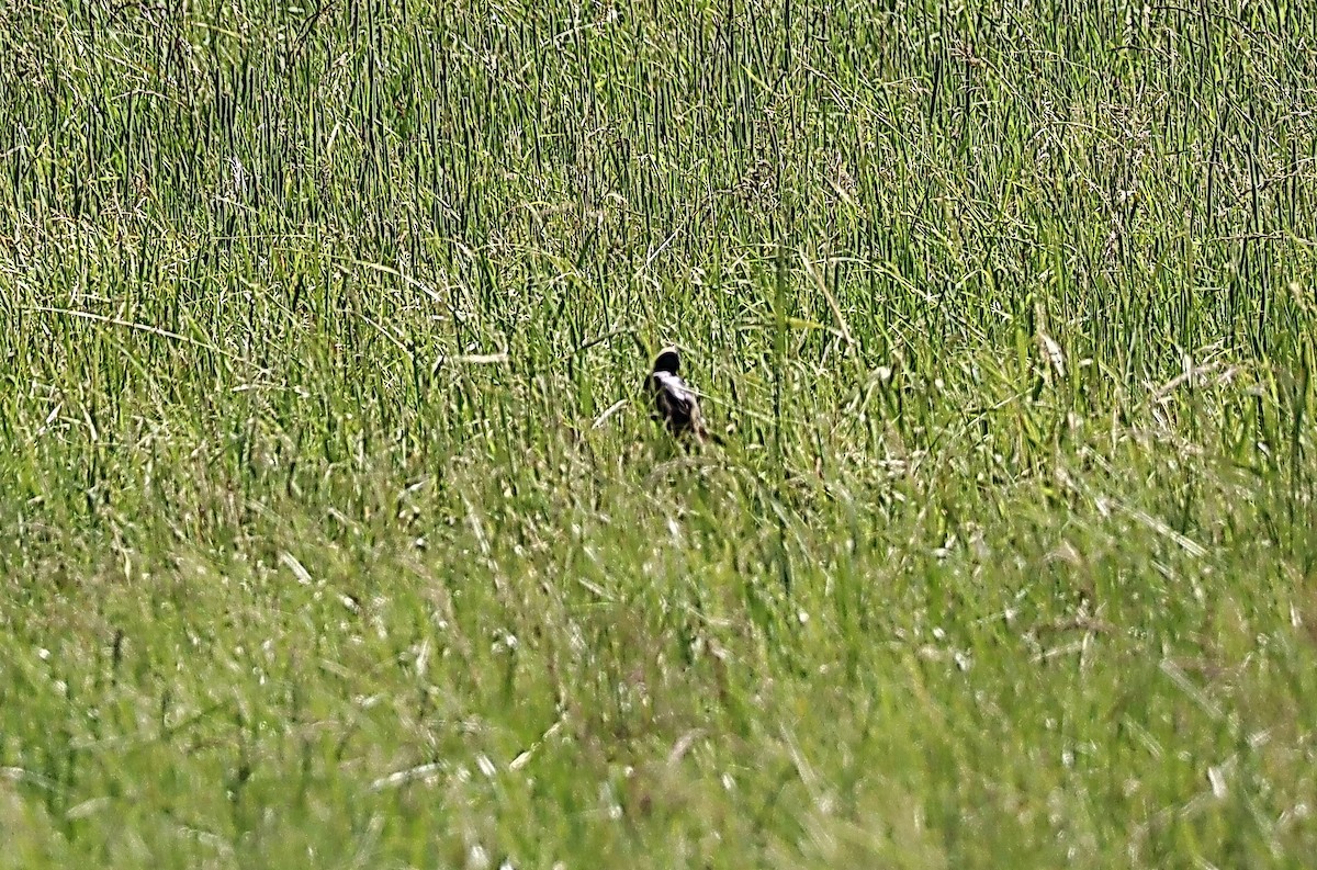 Bobolink - Doug Bannister