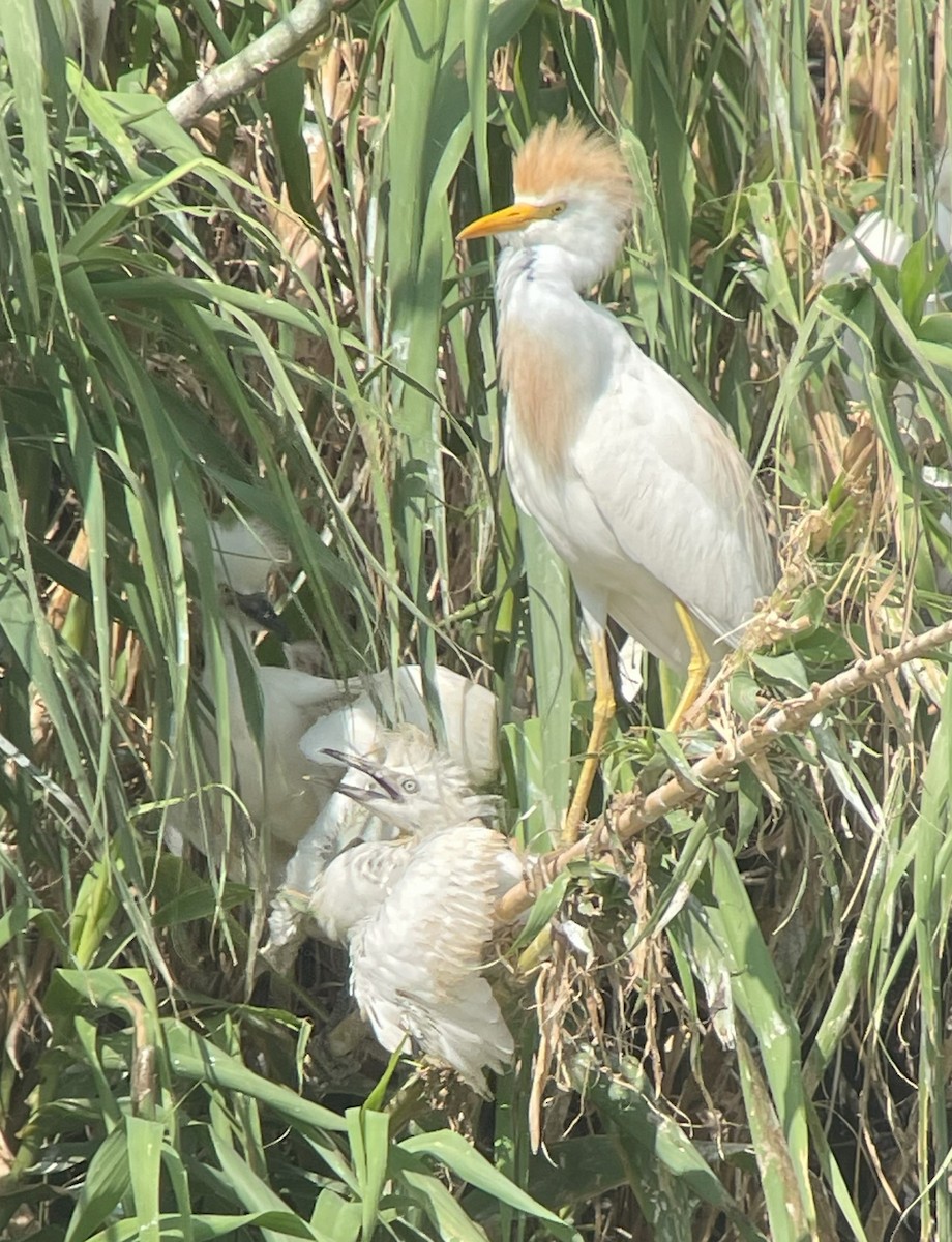 Western Cattle Egret - ML620505168