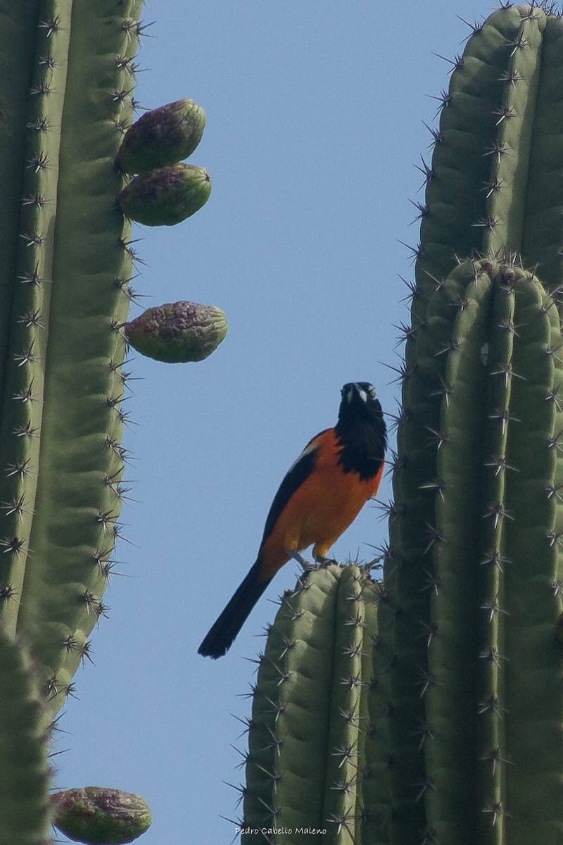 Venezuelan Troupial - ML620505169